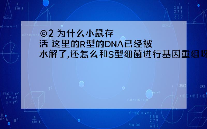 ©2 为什么小鼠存活 这里的R型的DNA已经被水解了,还怎么和S型细菌进行基因重组呀