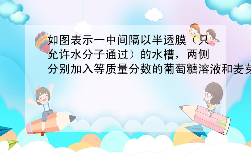 如图表示一中间隔以半透膜（只允许水分子通过）的水槽，两侧分别加入等质量分数的葡萄糖溶液和麦芽糖溶液.然后在半透膜两侧加入