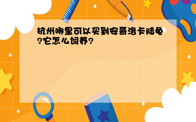 杭州哪里可以买到安哥洛卡陆龟?它怎么饲养?