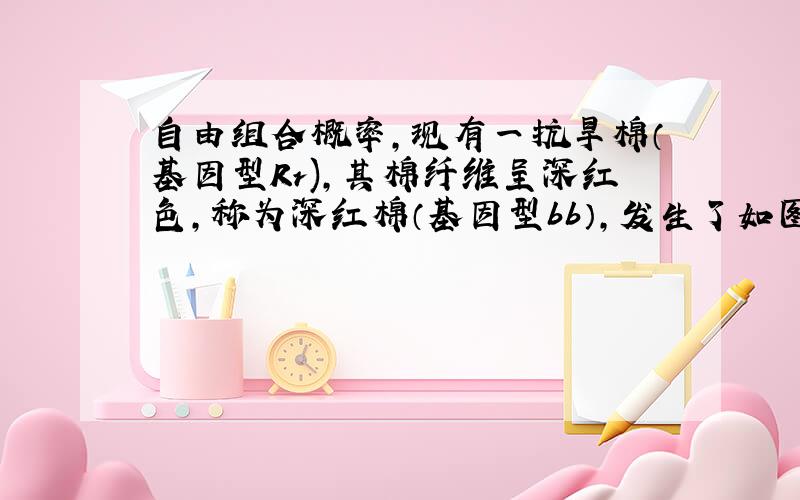 自由组合概率,现有一抗旱棉（基因型Rr),其棉纤维呈深红色,称为深红棉（基因型bb）,发生了如图所示