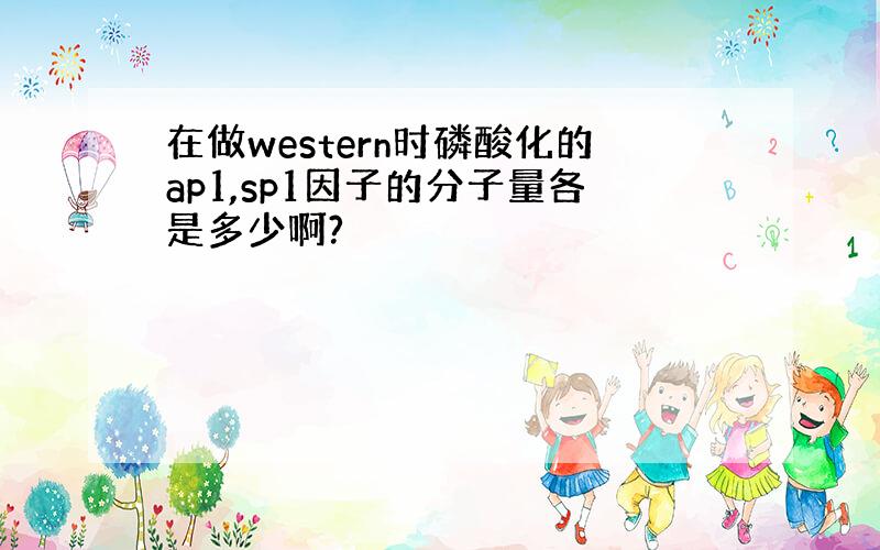 在做western时磷酸化的ap1,sp1因子的分子量各是多少啊?