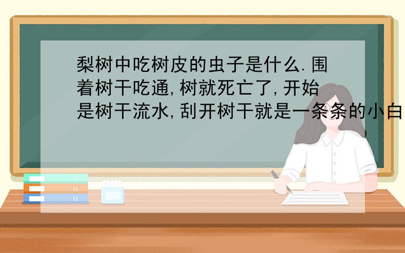 梨树中吃树皮的虫子是什么.围着树干吃通,树就死亡了,开始是树干流水,刮开树干就是一条条的小白虫子.