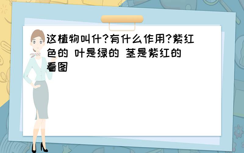 这植物叫什?有什么作用?紫红色的 叶是绿的 茎是紫红的 看图