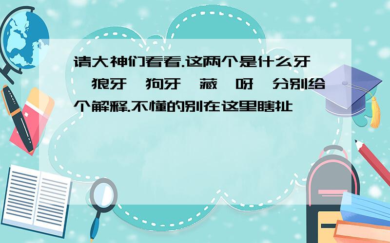 请大神们看看.这两个是什么牙,狼牙,狗牙,藏獒呀,分别给个解释.不懂的别在这里瞎扯,