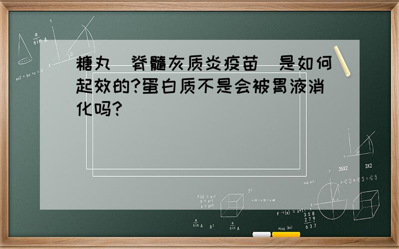 糖丸（脊髓灰质炎疫苗）是如何起效的?蛋白质不是会被胃液消化吗?