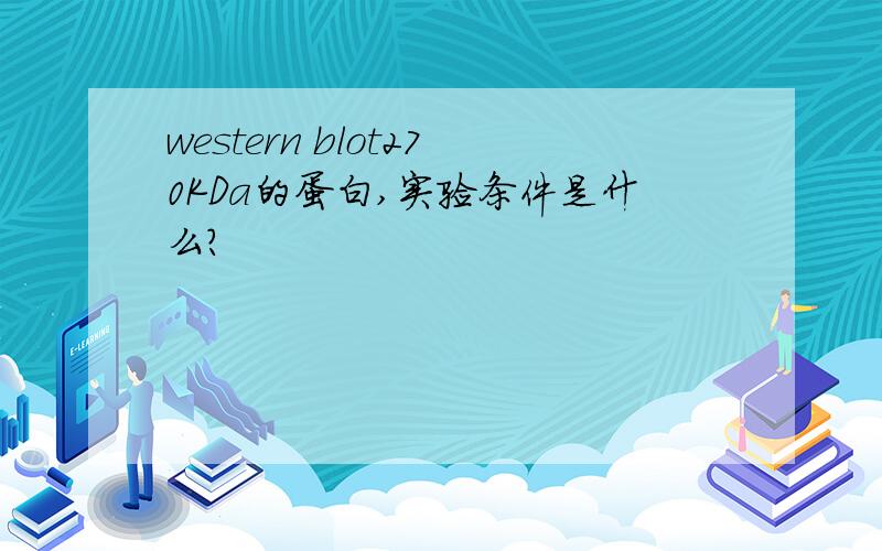 western blot270KDa的蛋白,实验条件是什么?