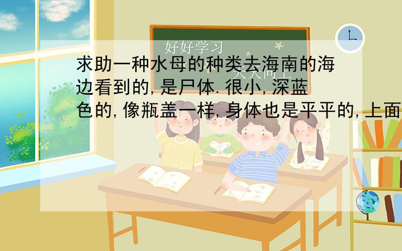 求助一种水母的种类去海南的海边看到的,是尸体.很小,深蓝色的,像瓶盖一样,身体也是平平的,上面的花纹像树轮一样,一圈一圈