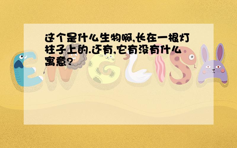 这个是什么生物啊,长在一根灯柱子上的.还有,它有没有什么寓意?