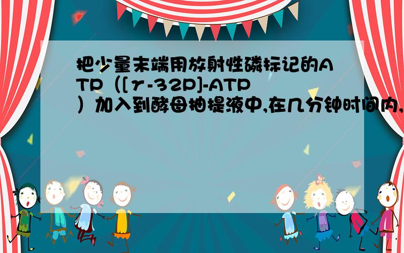 把少量末端用放射性磷标记的ATP（[γ-32P]-ATP）加入到酵母抽提液中,在几分钟时间内,大约一半的32P放射活性出