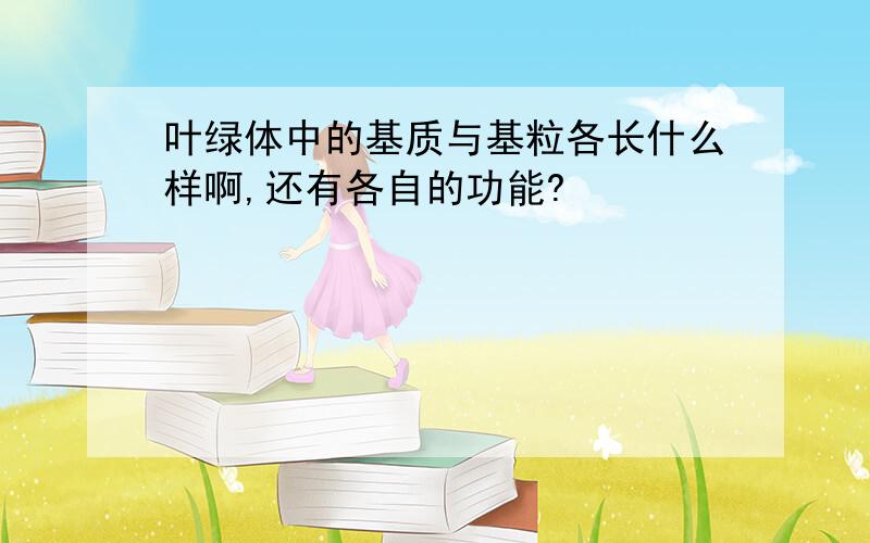 叶绿体中的基质与基粒各长什么样啊,还有各自的功能?