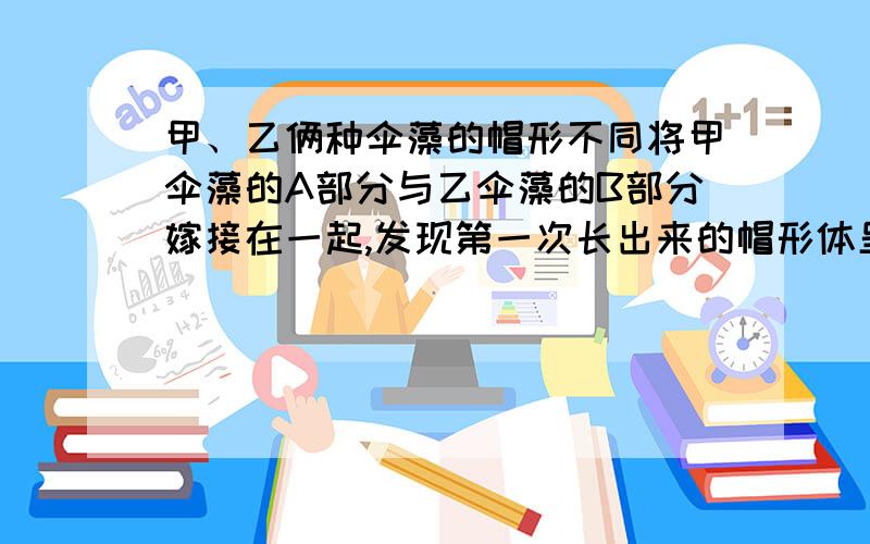 甲、乙俩种伞藻的帽形不同将甲伞藻的A部分与乙伞藻的B部分嫁接在一起,发现第一次长出来的帽形体呈中间型