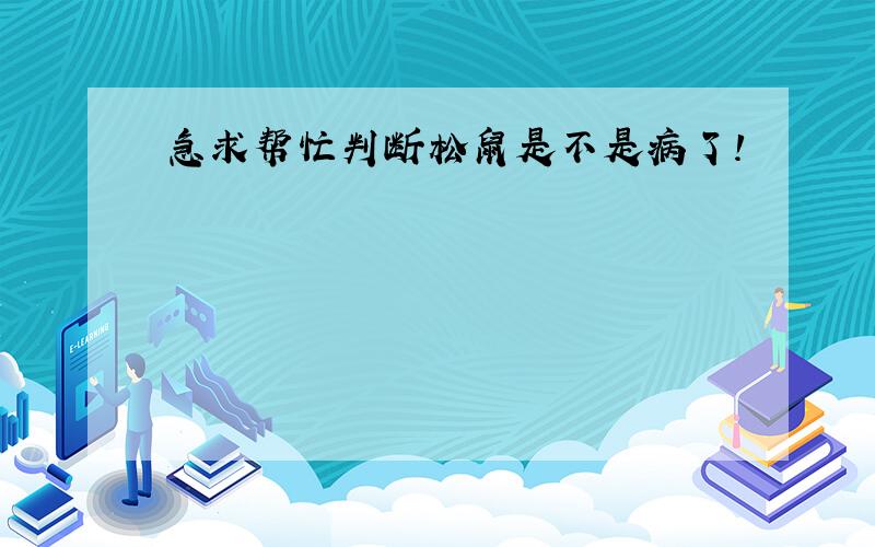 急求帮忙判断松鼠是不是病了!