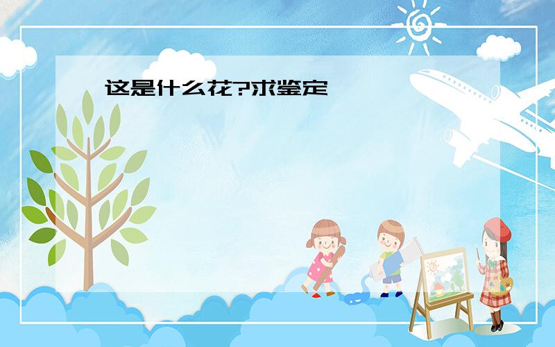 这是什么花?求鉴定