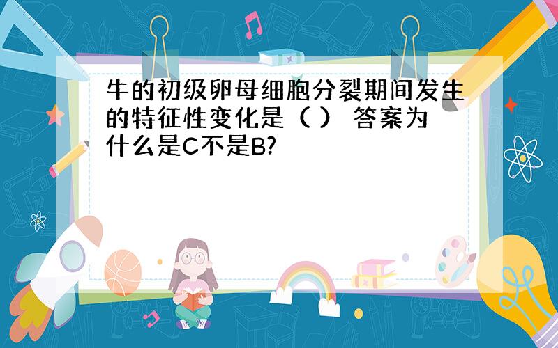 牛的初级卵母细胞分裂期间发生的特征性变化是（ ） 答案为什么是C不是B?