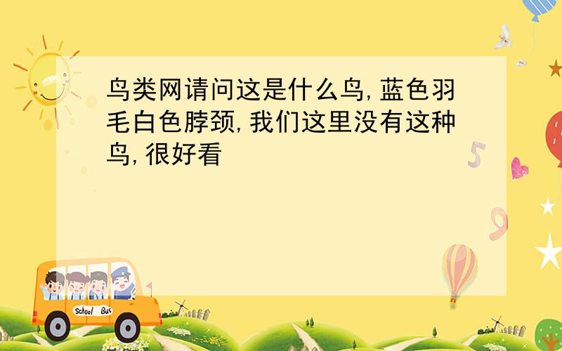 鸟类网请问这是什么鸟,蓝色羽毛白色脖颈,我们这里没有这种鸟,很好看