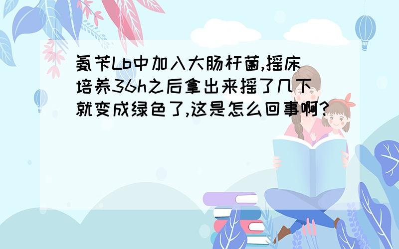 氨苄Lb中加入大肠杆菌,摇床培养36h之后拿出来摇了几下就变成绿色了,这是怎么回事啊?