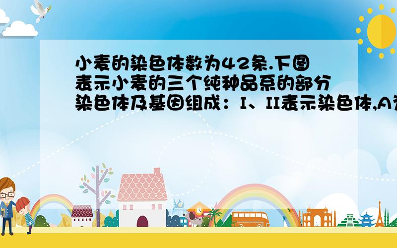 小麦的染色体数为42条.下图表示小麦的三个纯种品系的部分染色体及基因组成：I、II表示染色体,A为矮杆基因,B为抗矮黄病