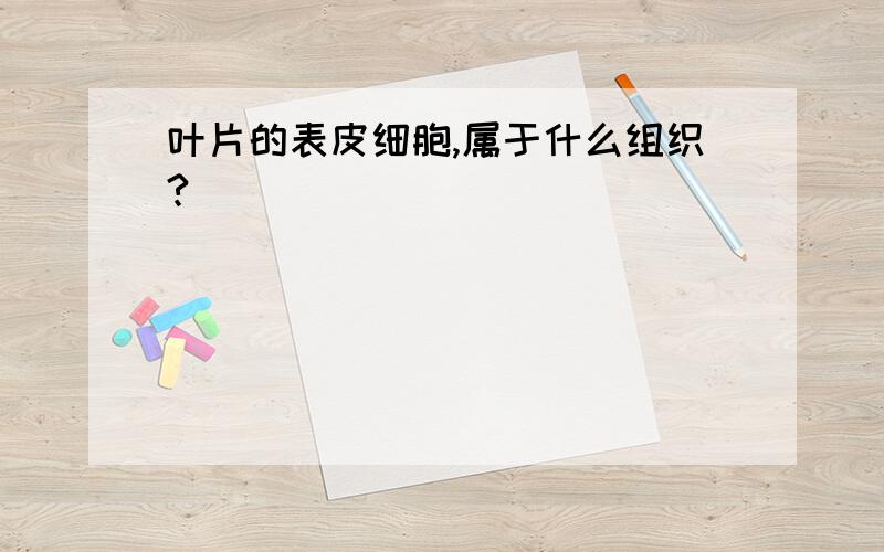 叶片的表皮细胞,属于什么组织?