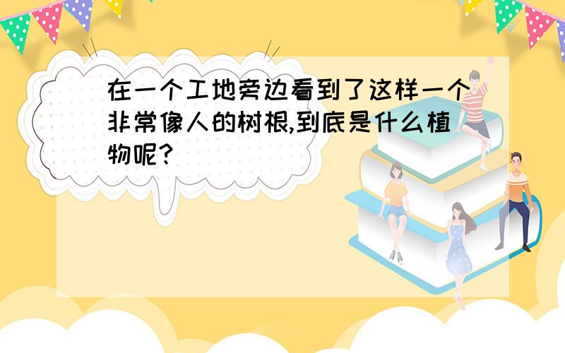 在一个工地旁边看到了这样一个非常像人的树根,到底是什么植物呢?