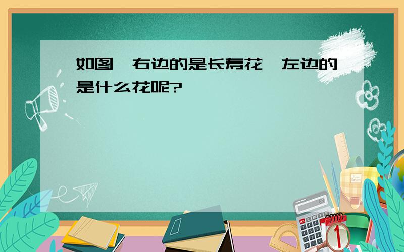 如图,右边的是长寿花,左边的是什么花呢?