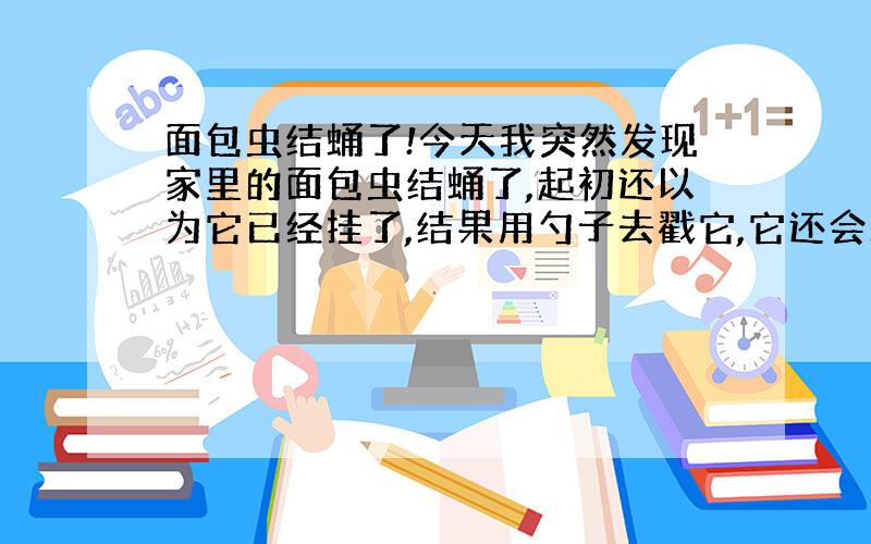 面包虫结蛹了!今天我突然发现家里的面包虫结蛹了,起初还以为它已经挂了,结果用勺子去戳它,它还会动.那个蛹是白色的,偏黄.