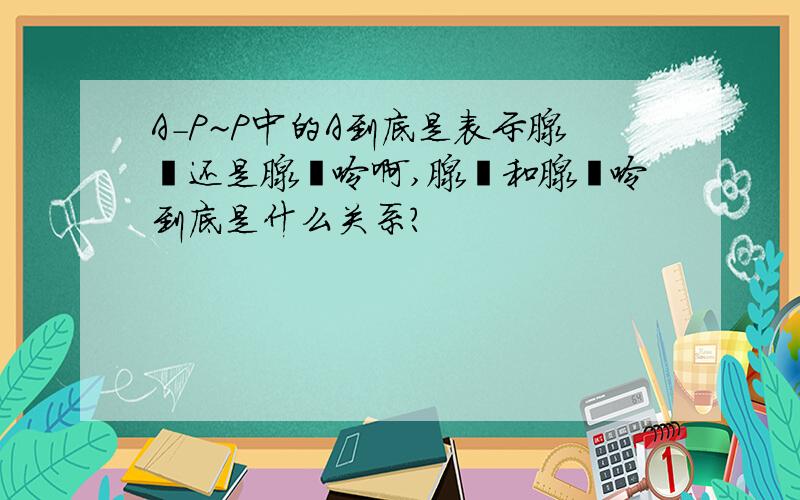 A-P~P中的A到底是表示腺苷还是腺嘌呤啊,腺苷和腺嘌呤到底是什么关系?