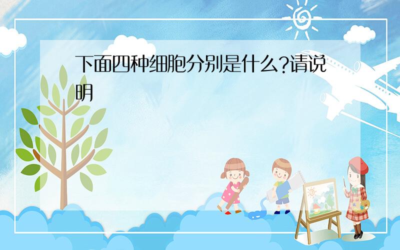 下面四种细胞分别是什么?请说明