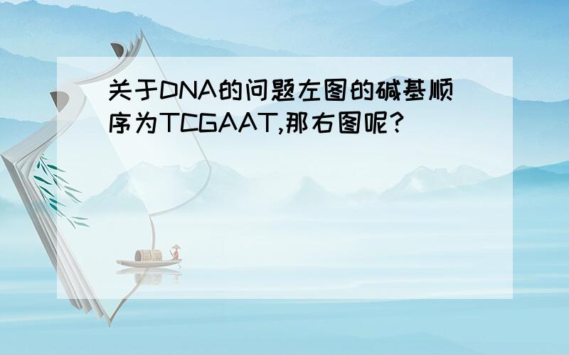 关于DNA的问题左图的碱基顺序为TCGAAT,那右图呢?