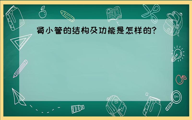 肾小管的结构及功能是怎样的?