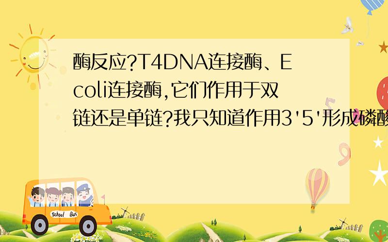 酶反应?T4DNA连接酶、Ecoli连接酶,它们作用于双链还是单链?我只知道作用3'5'形成磷酸二酯键,