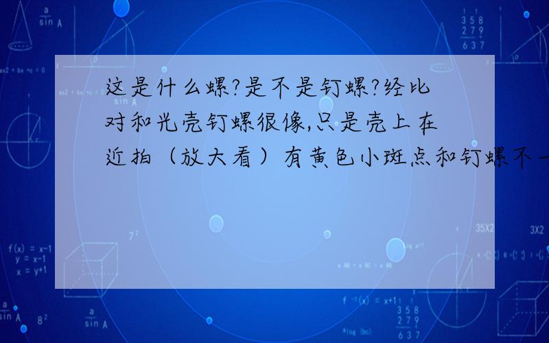 这是什么螺?是不是钉螺?经比对和光壳钉螺很像,只是壳上在近拍（放大看）有黄色小斑点和钉螺不一样.