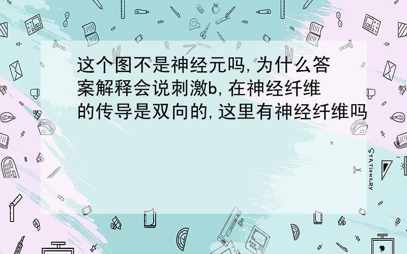 这个图不是神经元吗,为什么答案解释会说刺激b,在神经纤维的传导是双向的,这里有神经纤维吗