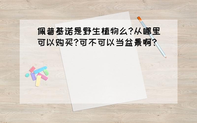 佩普基诺是野生植物么?从哪里可以购买?可不可以当盆景啊?