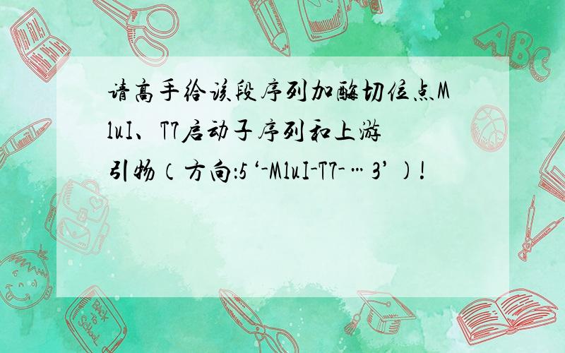 请高手给该段序列加酶切位点MluI、T7启动子序列和上游引物（方向：5‘-MluI-T7-…3’)!