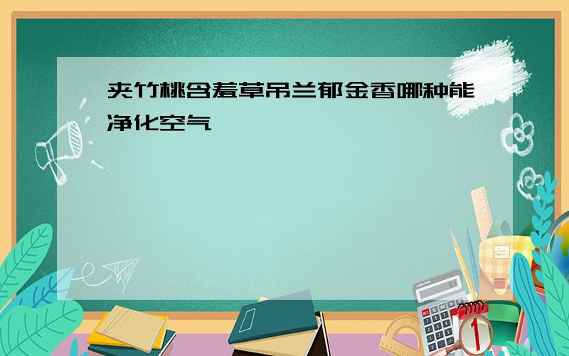 夹竹桃含羞草吊兰郁金香哪种能净化空气