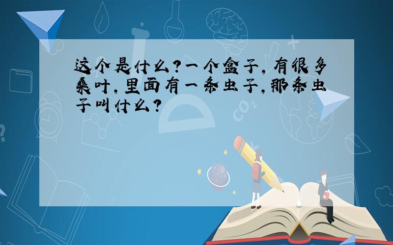 这个是什么?一个盒子,有很多桑叶,里面有一条虫子,那条虫子叫什么?