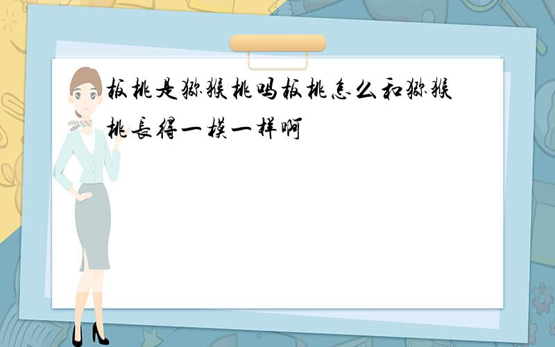 板桃是猕猴桃吗板桃怎么和猕猴桃长得一模一样啊