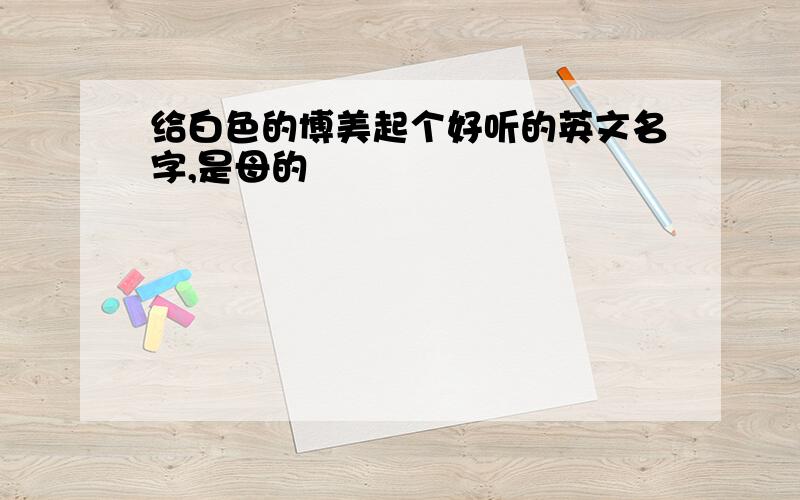 给白色的博美起个好听的英文名字,是母的