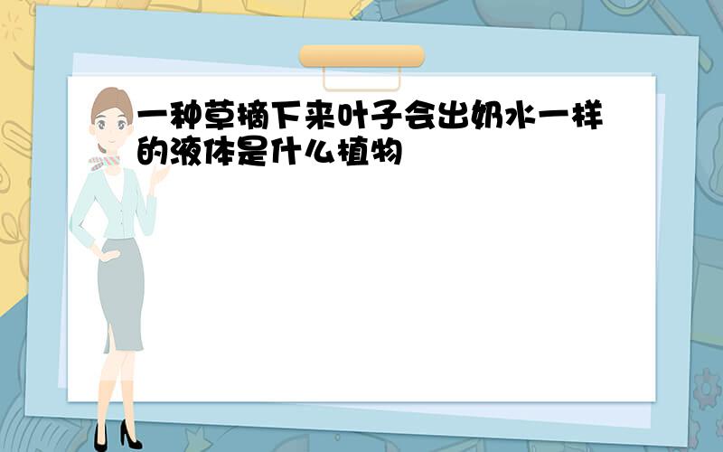 一种草摘下来叶子会出奶水一样的液体是什么植物