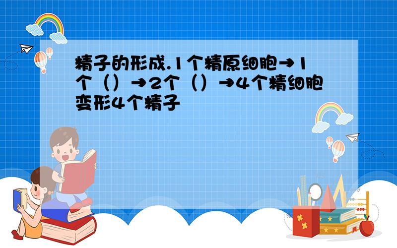 精子的形成.1个精原细胞→1个（）→2个（）→4个精细胞变形4个精子