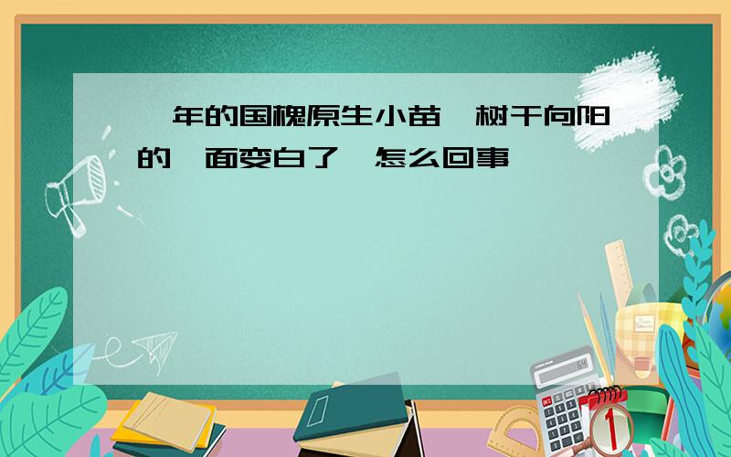 一年的国槐原生小苗,树干向阳的一面变白了,怎么回事