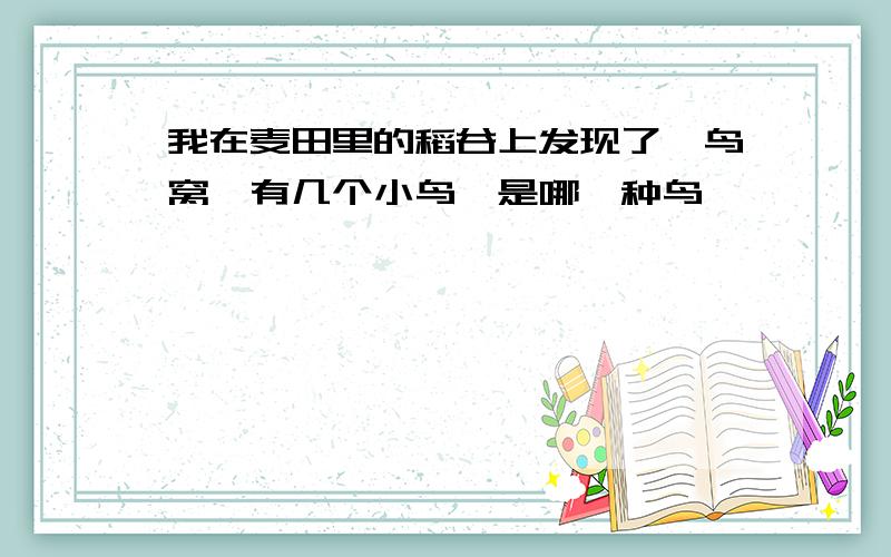 我在麦田里的稻谷上发现了一鸟窝,有几个小鸟　是哪一种鸟