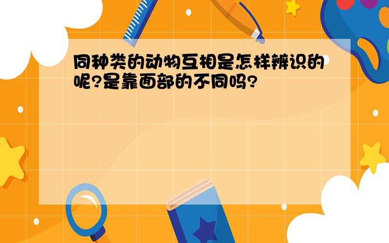 同种类的动物互相是怎样辨识的呢?是靠面部的不同吗?