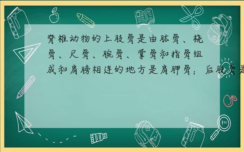 脊椎动物的上肢骨是由肱骨、桡骨、尺骨、腕骨、掌骨和指骨组成和肩膀相连的地方是肩胛骨；后肢骨是由股骨、髌骨、胫骨、腓骨、