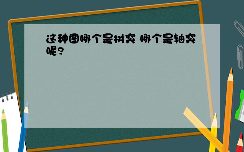 这种图哪个是树突 哪个是轴突呢?