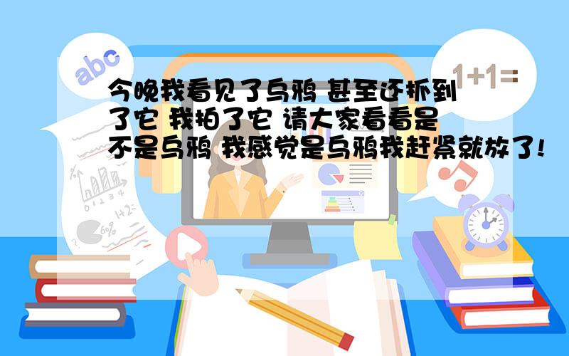 今晚我看见了乌鸦 甚至还抓到了它 我拍了它 请大家看看是不是乌鸦 我感觉是乌鸦我赶紧就放了!