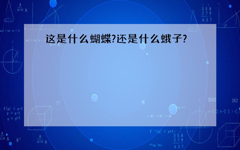 这是什么蝴蝶?还是什么蛾子?