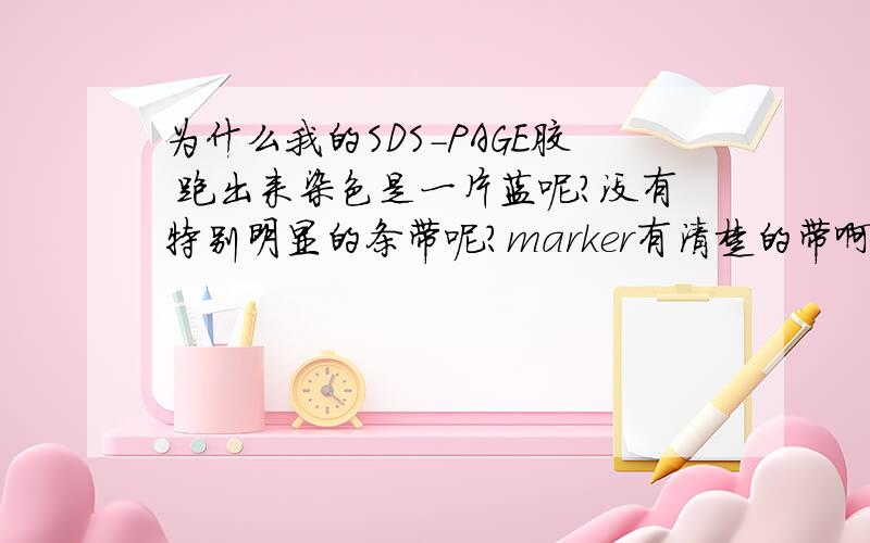 为什么我的SDS-PAGE胶 跑出来染色是一片蓝呢?没有特别明显的条带呢?marker有清楚的带啊?