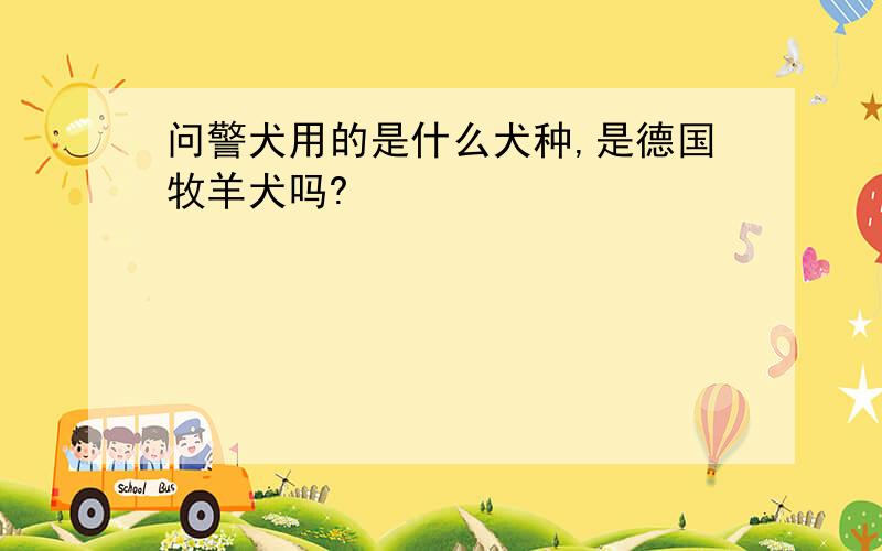 问警犬用的是什么犬种,是德国牧羊犬吗?