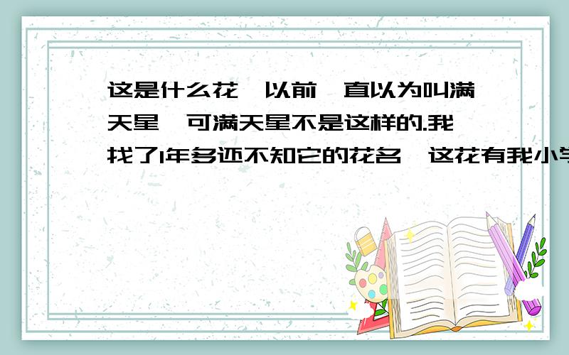 这是什么花,以前一直以为叫满天星,可满天星不是这样的.我找了1年多还不知它的花名,这花有我小学的回忆